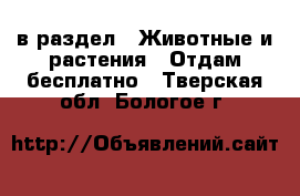  в раздел : Животные и растения » Отдам бесплатно . Тверская обл.,Бологое г.